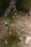 Alumroot